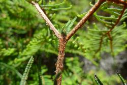 Gleichenia dicarpa. Group B. Indumentum on stipe and proximal-most axes, and rachis bud with accessory leaflets. 
 Image: L.R. Perrie © Te Papa 2010 CC BY-NC 3.0 NZ